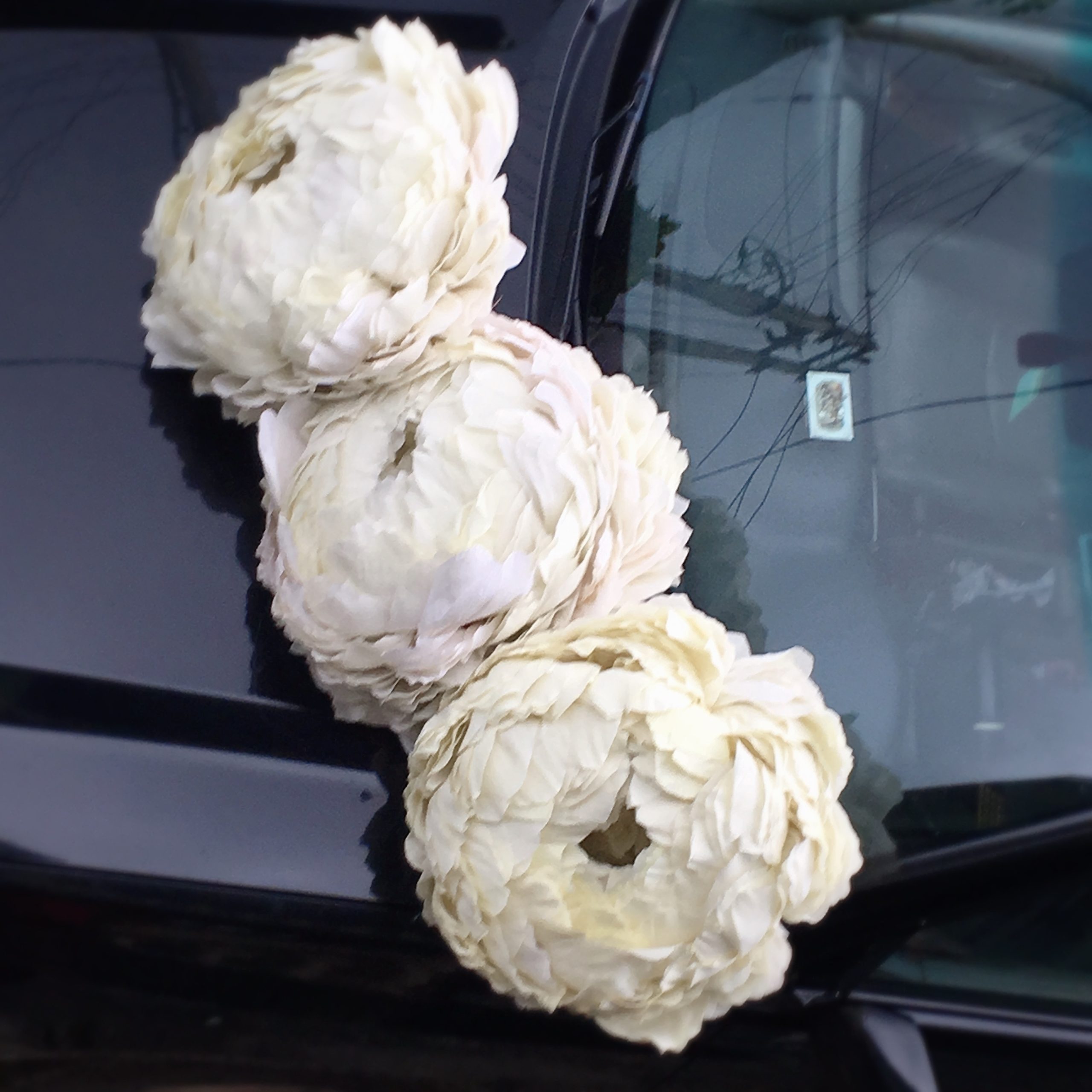 Giant Paper peony
