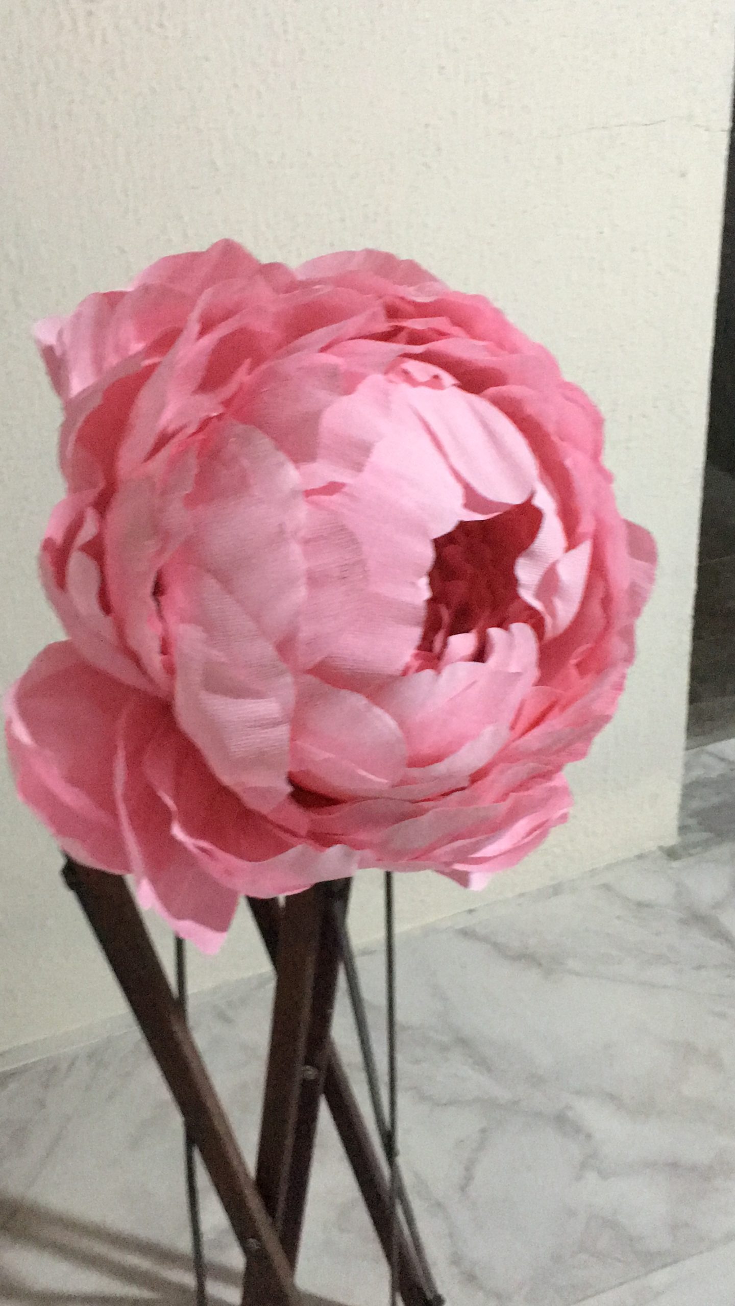 Giant Paper peony