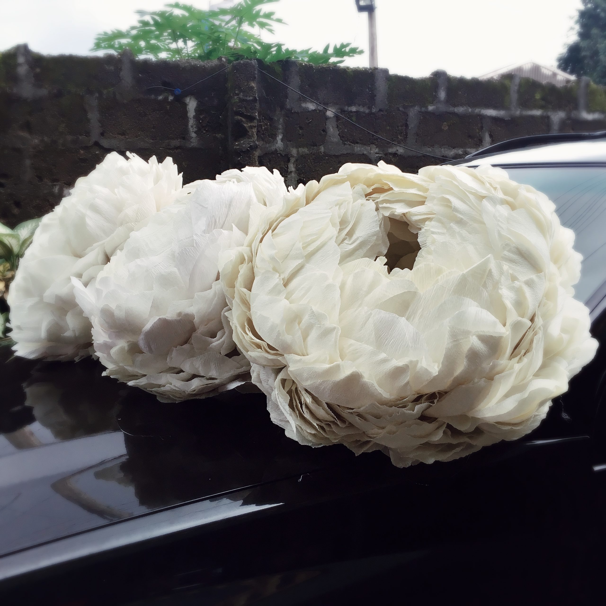 Giant Paper peony