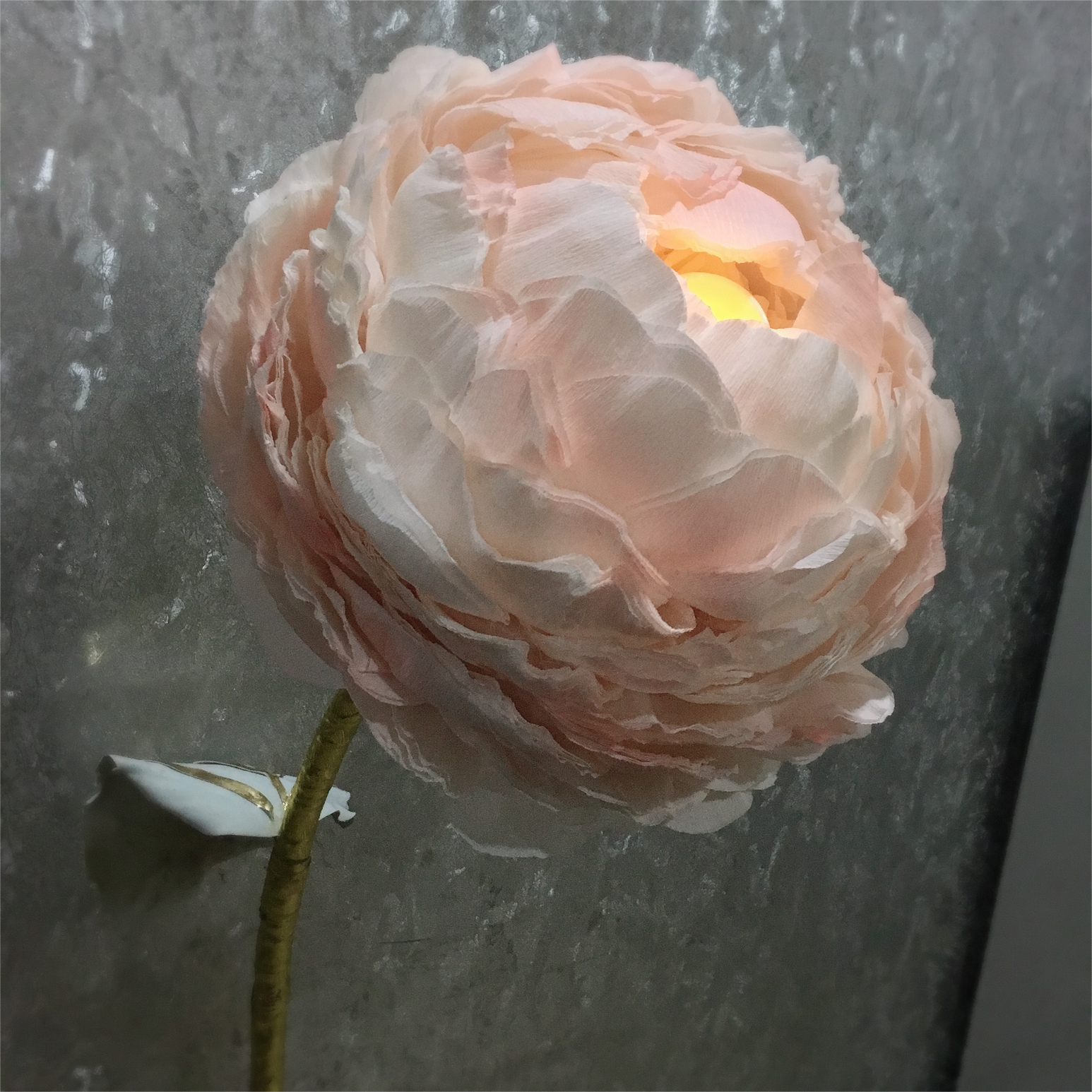 Giant Paper peony